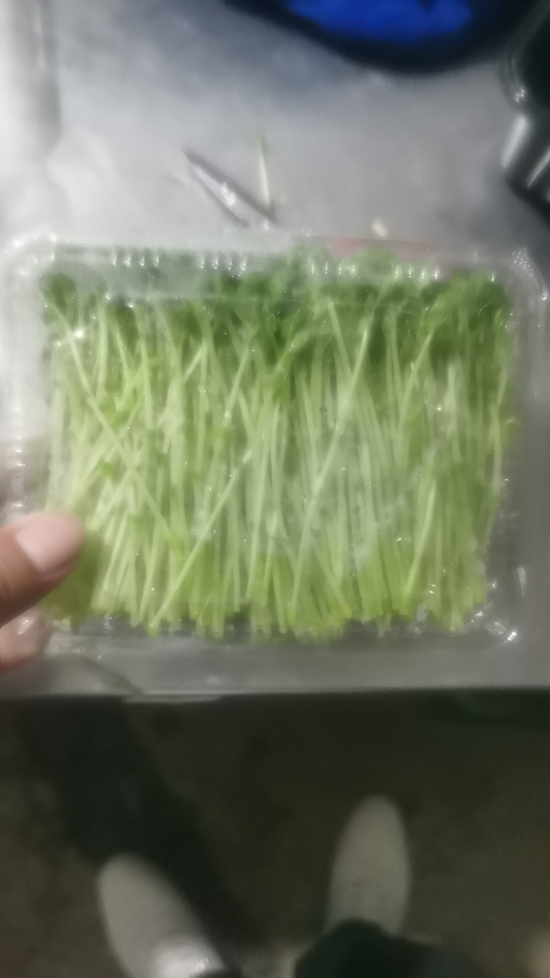 豌豆苗