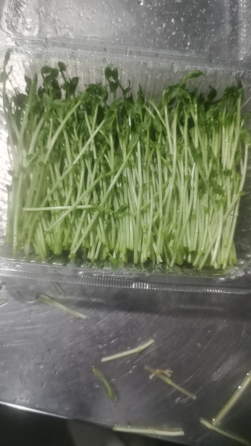 豌豆苗