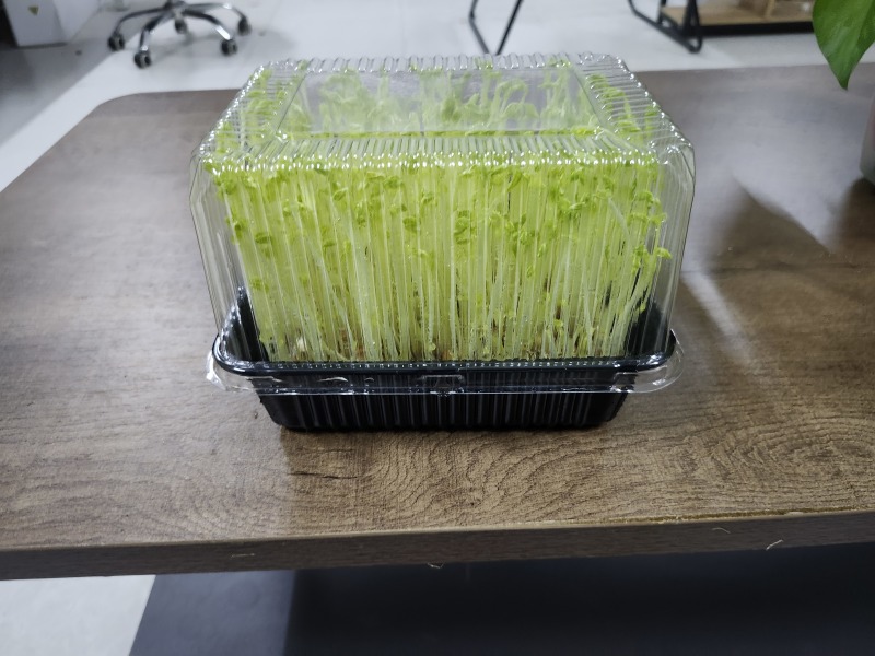 豌豆苗
