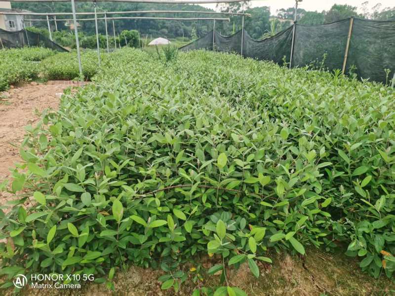 桃金娘20-30高桃金娘基地直发量大价格优惠桃金娘