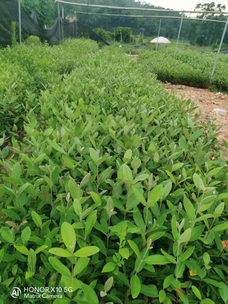 桃金娘20-30高桃金娘基地直发量大价格优惠桃金娘