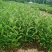 桃金娘20-30高桃金娘基地直发量大价格优惠桃金娘