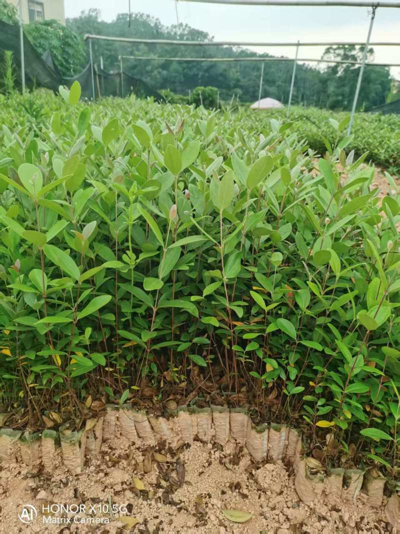 桃金娘20-30高桃金娘基地直发量大价格优惠桃金娘