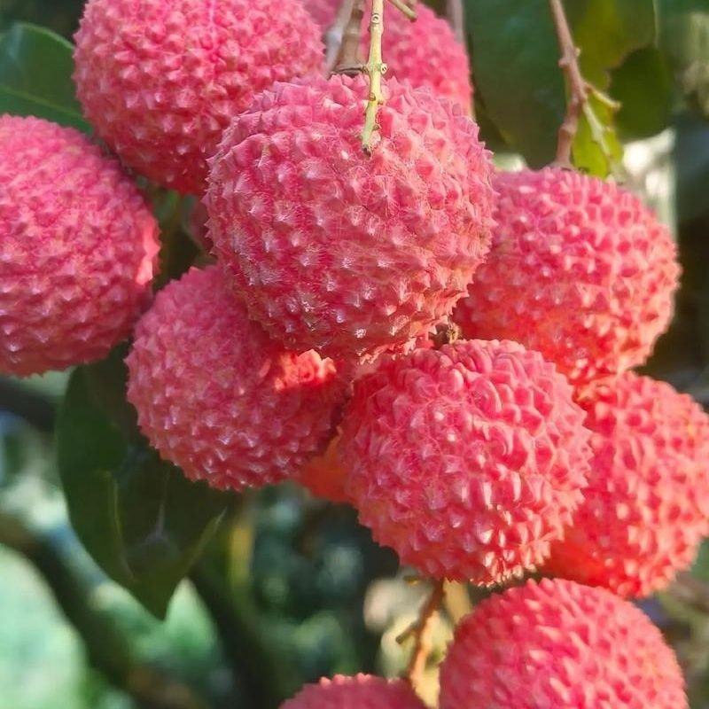 桂味荔枝