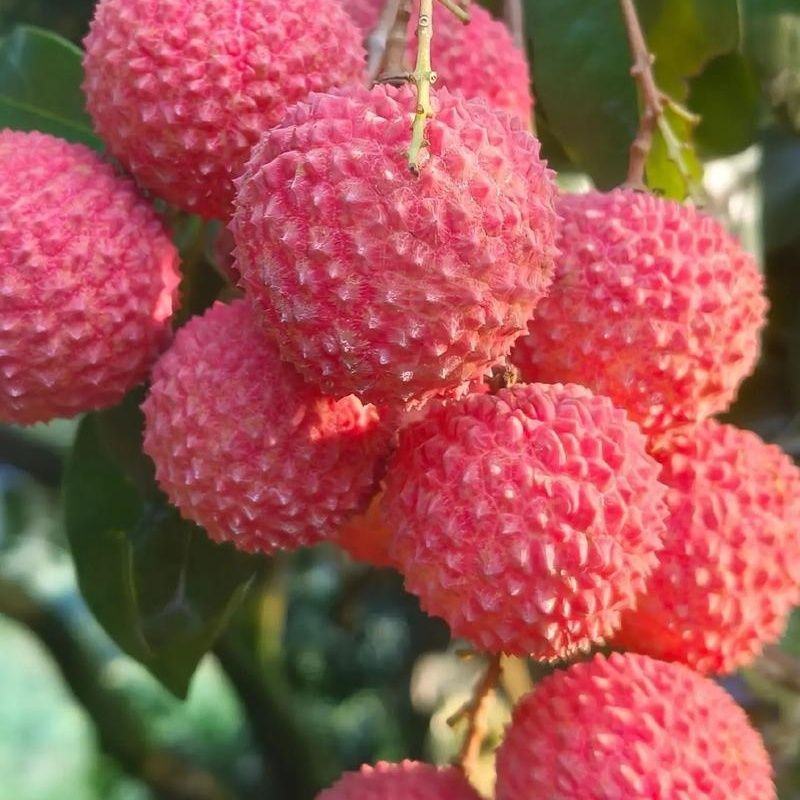 桂味荔枝