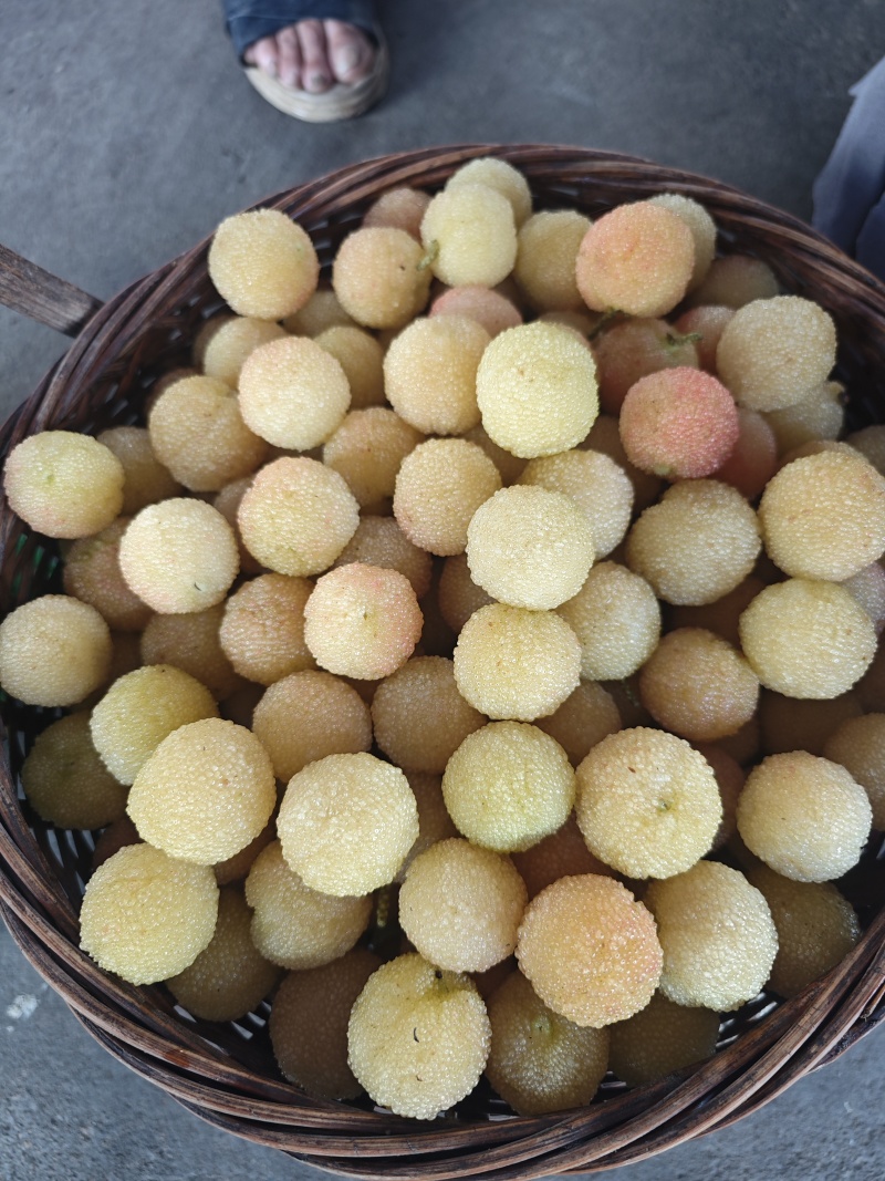 仙居东魁杨梅我们是自家果园，高山，矮山杨梅都有