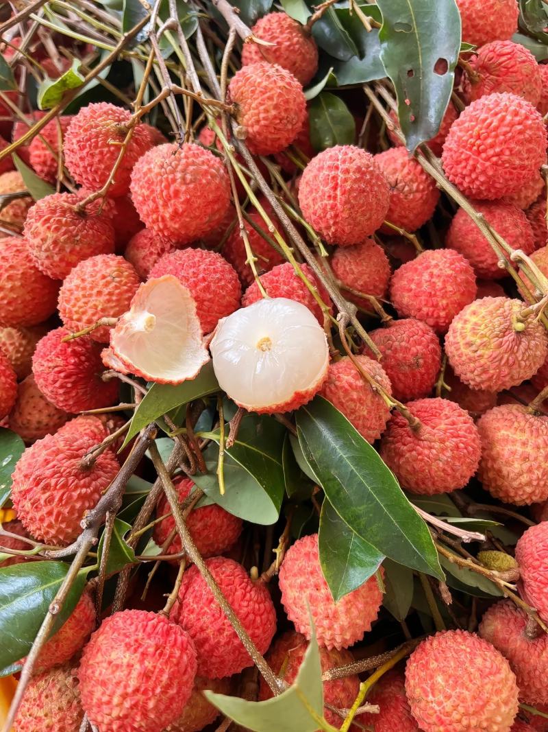 桂味荔枝