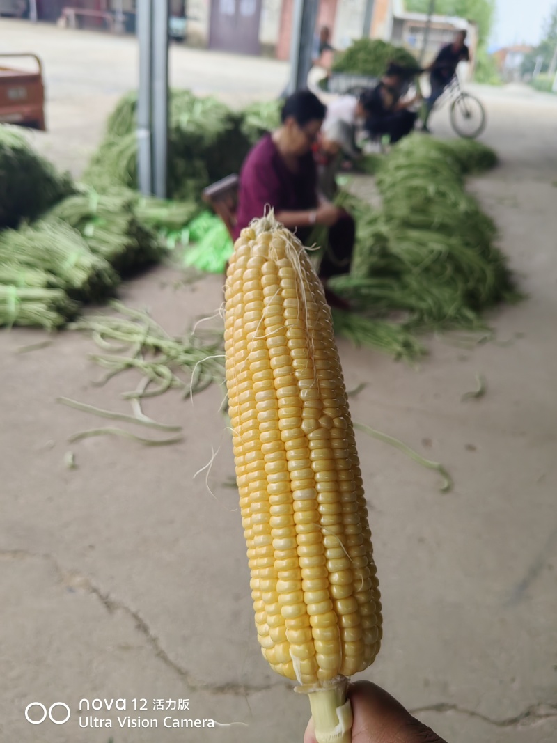 各种玉米棒，适应各种小商贩，500~5000斤，现摘现发