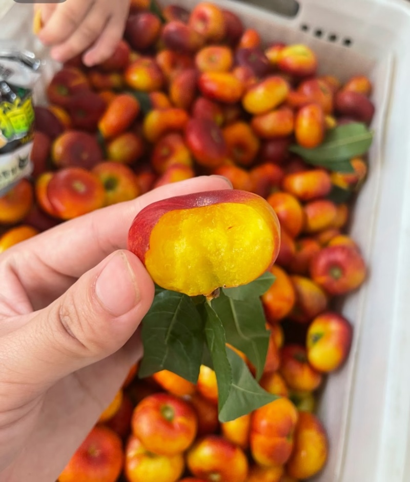 纽扣油蟠桃