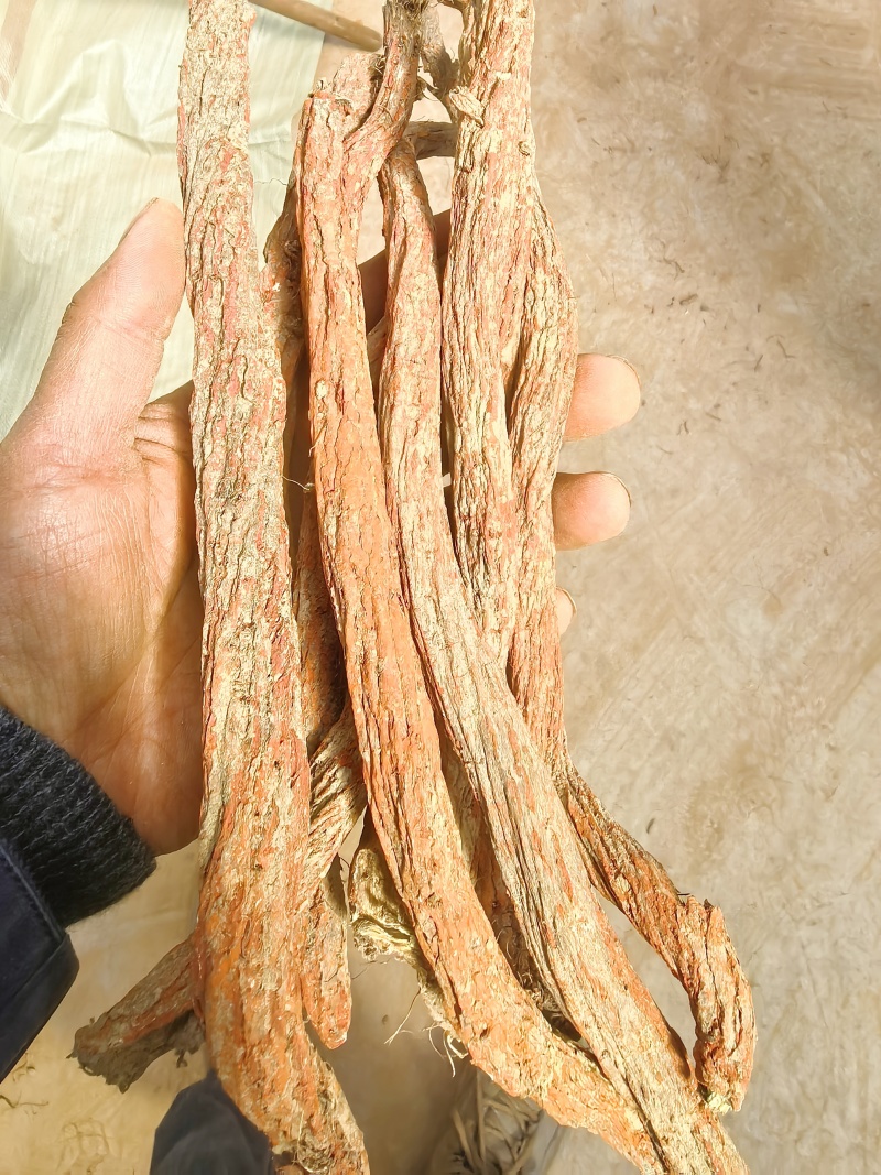 丹参正规货源货源充足量大从优欢迎选购
