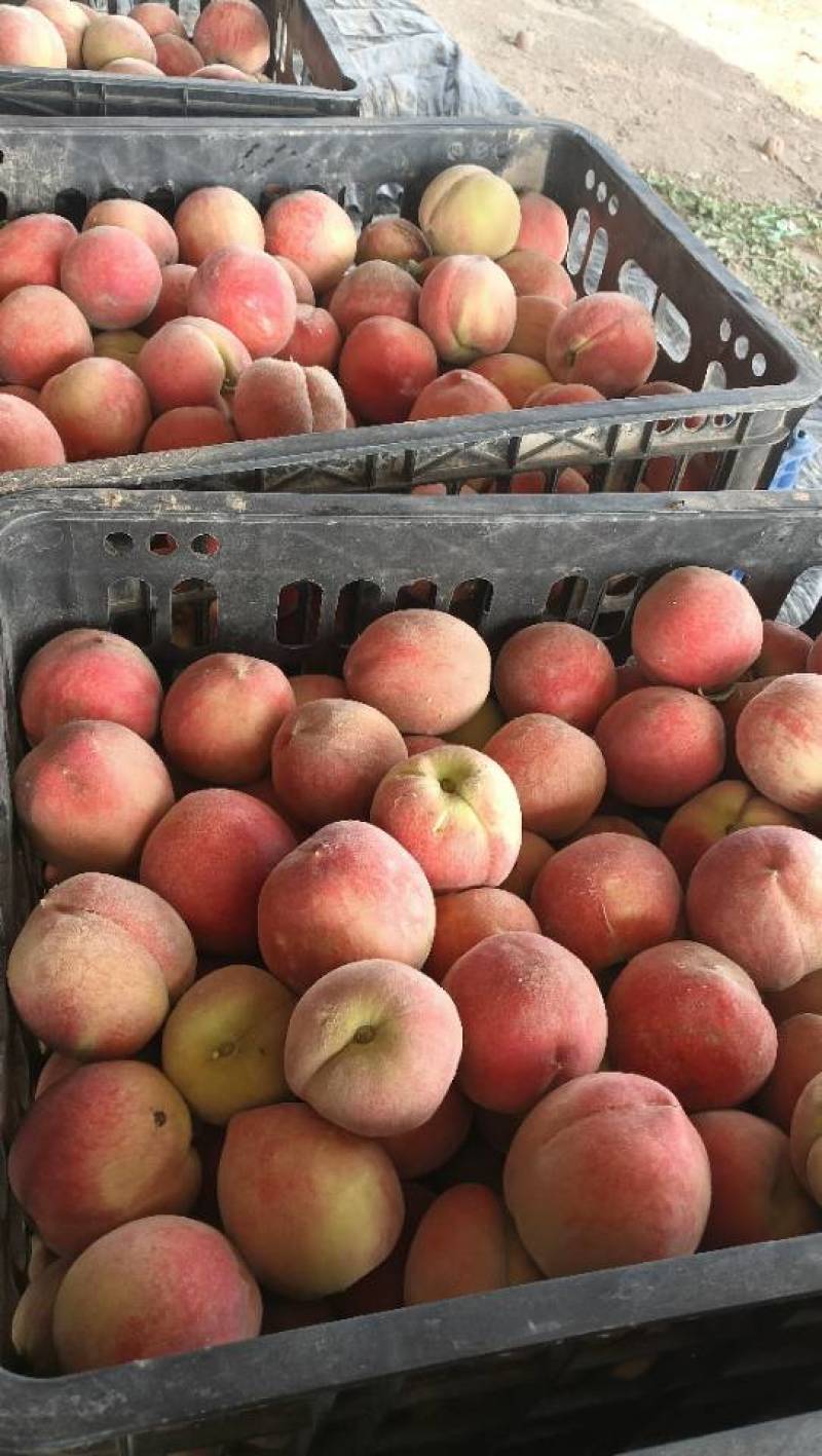 红桃加工果