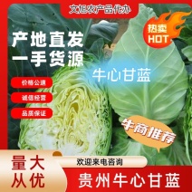 牛心甘蓝大量供应中对接市场档口商超一条龙服务欢迎老板来电