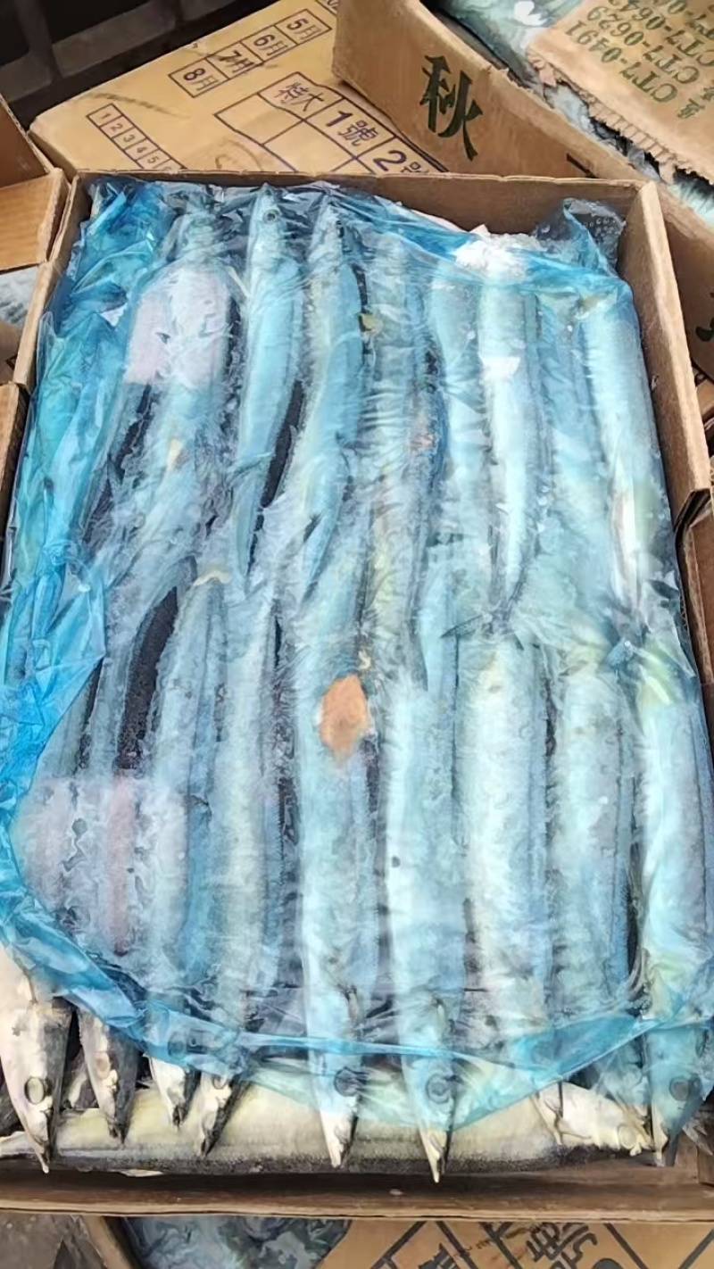 秋刀鱼规格齐全厂家货质量好长期有货可以视频看货