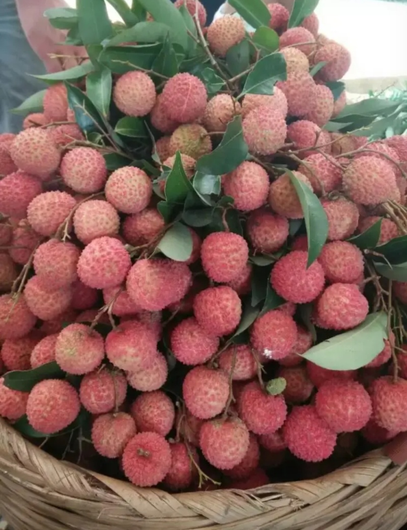 钦州灵山桂味上市了，果太多了，5元一斤