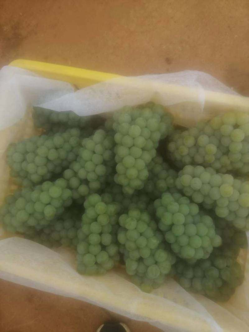 精品茉莉香葡萄清甜可口价格美丽新鲜上市热卖中