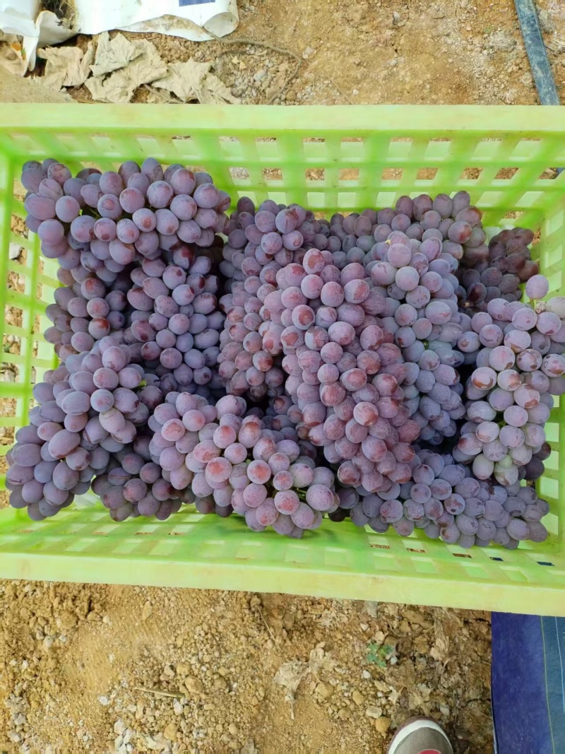 精品茉莉香葡萄清甜可口价格美丽新鲜上市热卖中