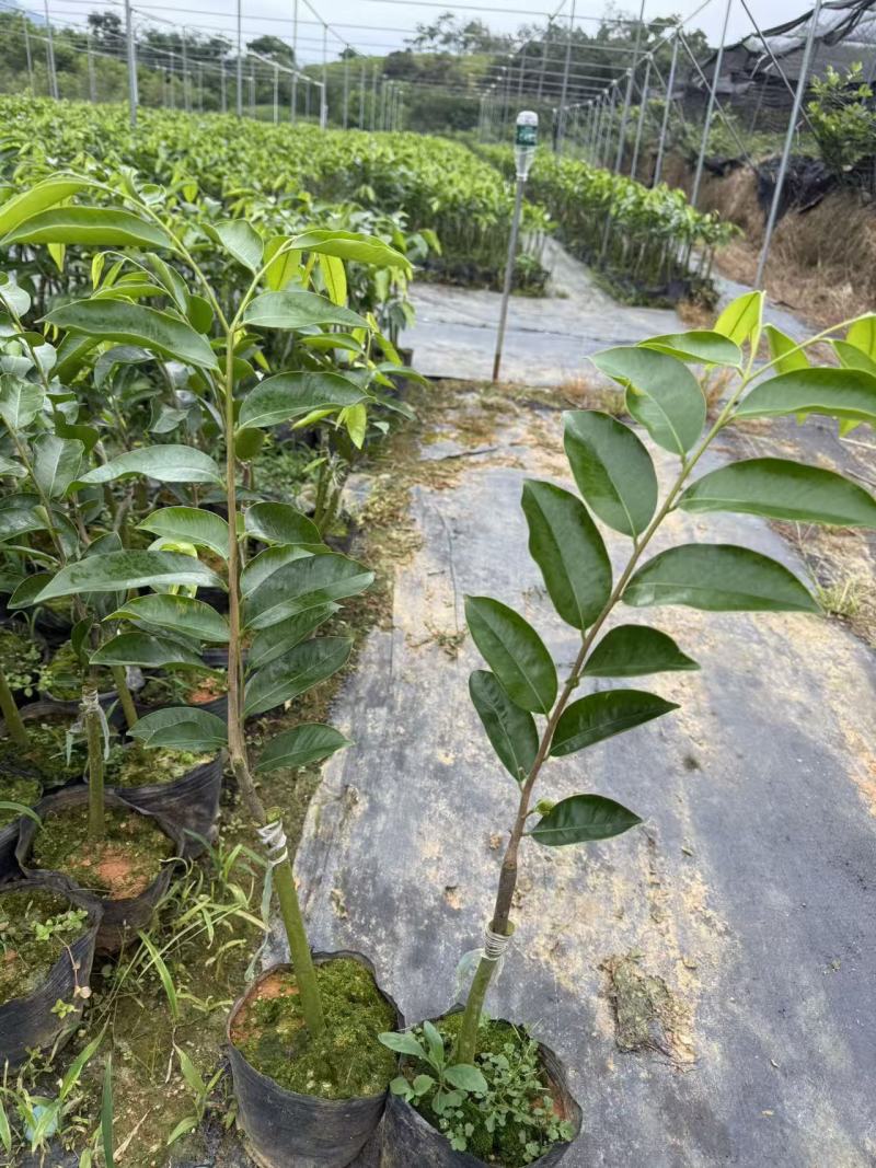 奇楠沉香驼背黑棋罗门黑棋香脉金沙叶基地直供
