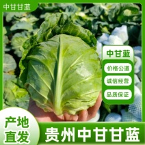 中甘甘蓝大量供应中量大从优产地直发对接市场档口欢迎来电