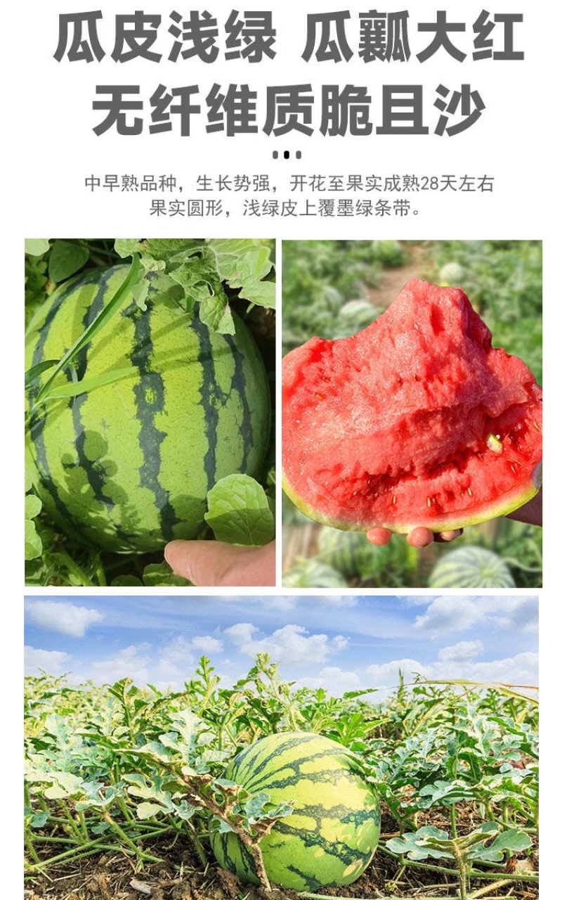 头茬福建原产地直发，美都西瓜，品质保证，批发包熟