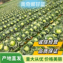 奥奇娜甘蓝大量供应中对接市场档口商超一条龙服务量大从优