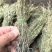 独脚金批发优质独脚金规格齐全可供大货量大价优