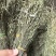 独脚金批发优质独脚金规格齐全可供大货量大价优