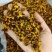 昆仑雪菊新疆优质昆仑雪菊规格齐全可供大货量大从优