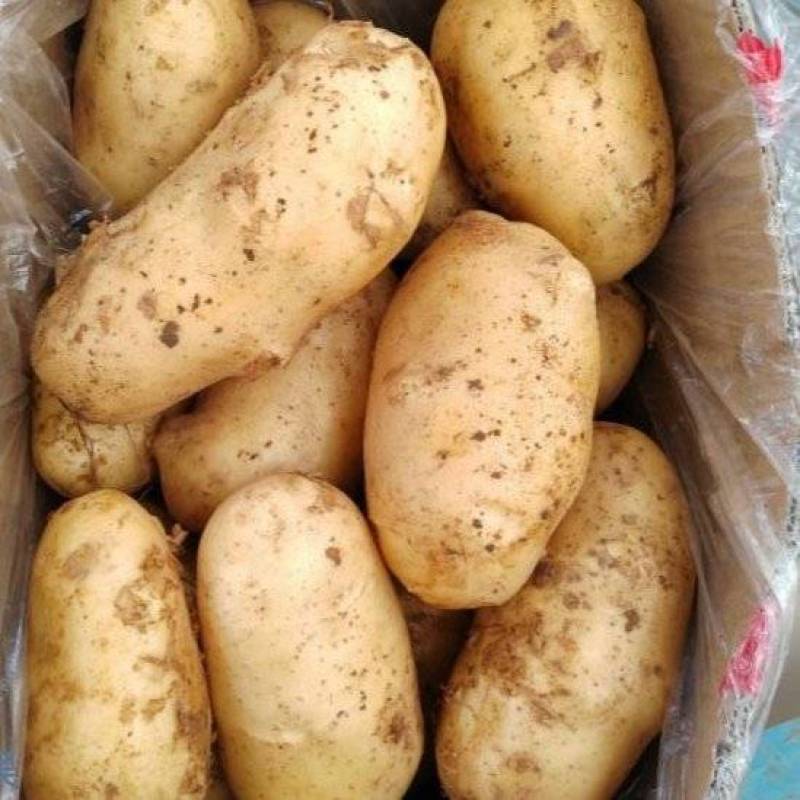山东一级黄皮黄心土豆，山东A级黄心土豆，山东黄心土豆精品
