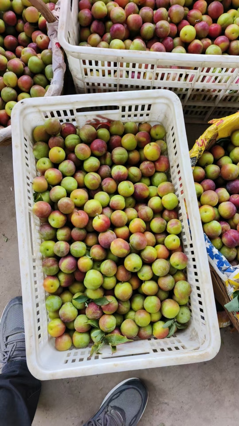 味帝五月脆澳洲红八宝丹产地批发货源充足量大从优
