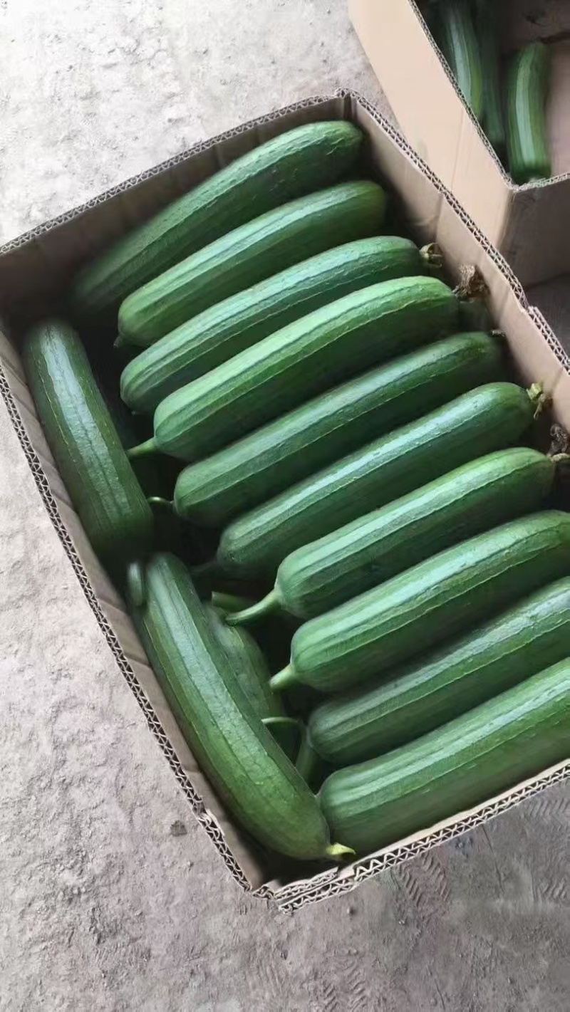 精品翡翠绿瓠子，丝瓜，大量供应，欢迎合作！