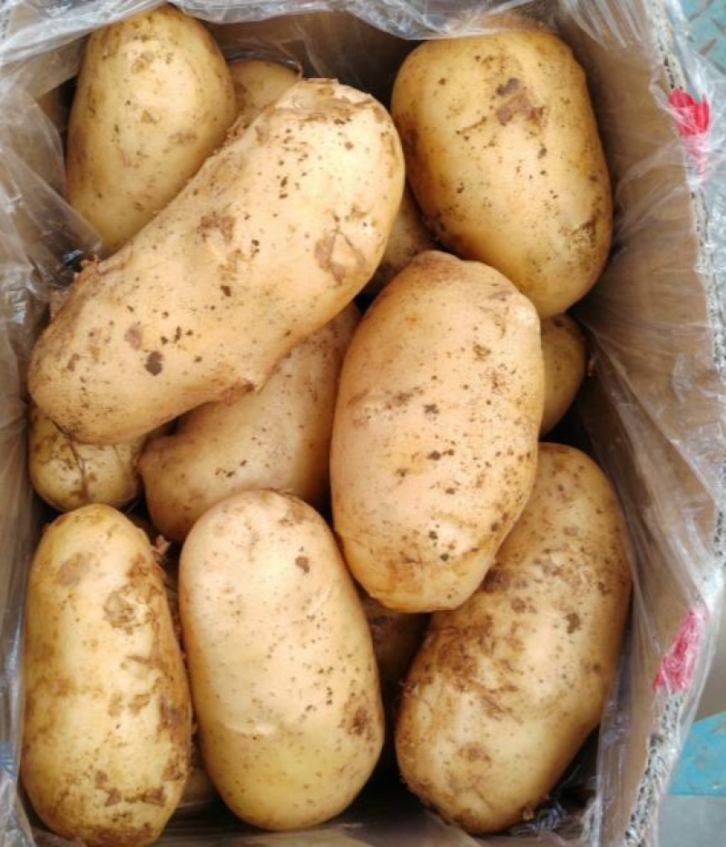 山东一级黄皮黄心土豆，山东A级黄心土豆，山东黄心土豆精品