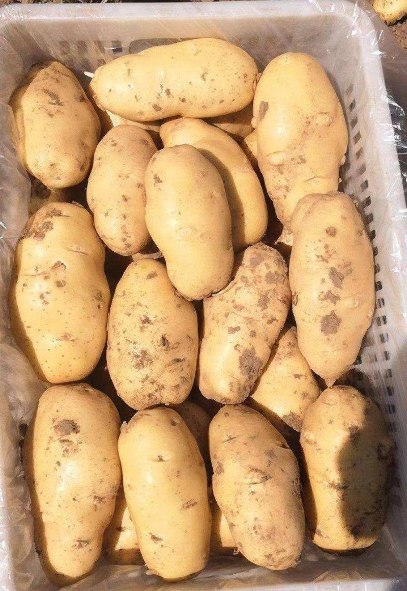 山东一级黄皮黄心土豆，山东A级黄心土豆，山东黄心土豆精品
