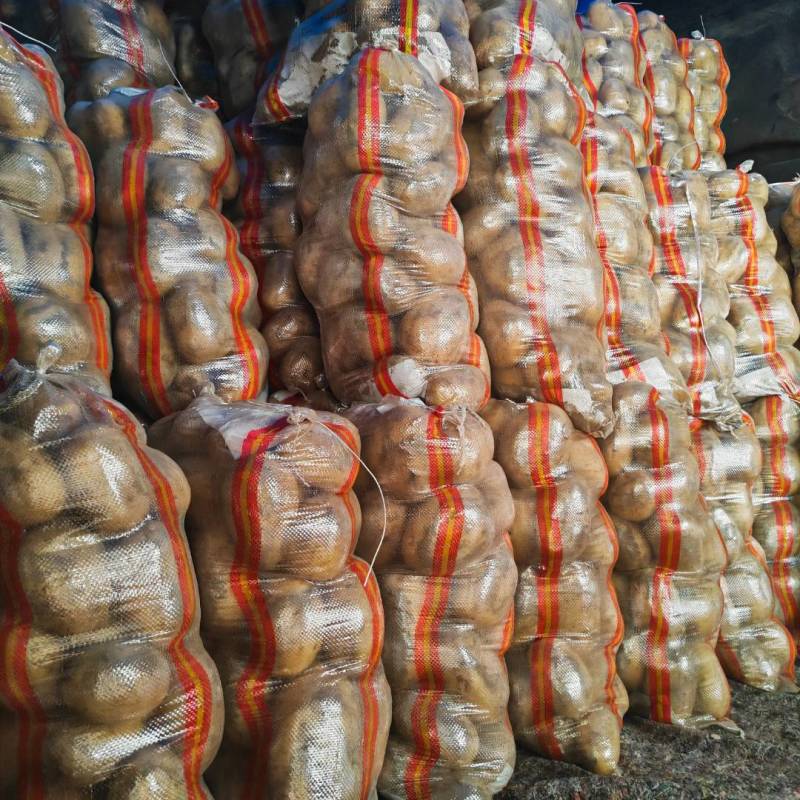 山东一级黄皮黄心土豆，山东A级黄心土豆，山东黄心土豆精品