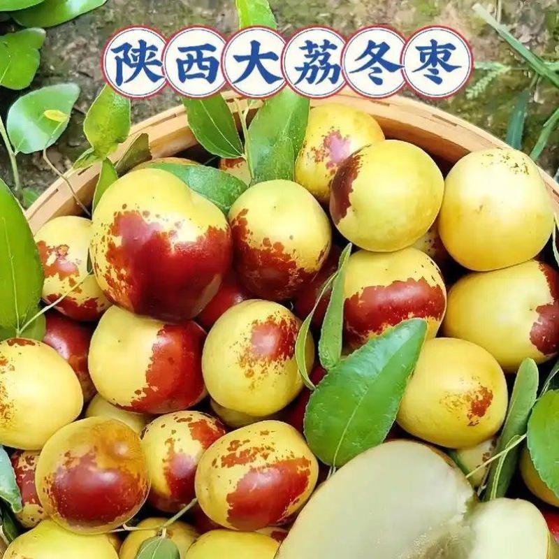 大荔冬枣大荔范家镇出品