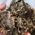 甘松甘松根全草各种规格2斤包邮量大优惠