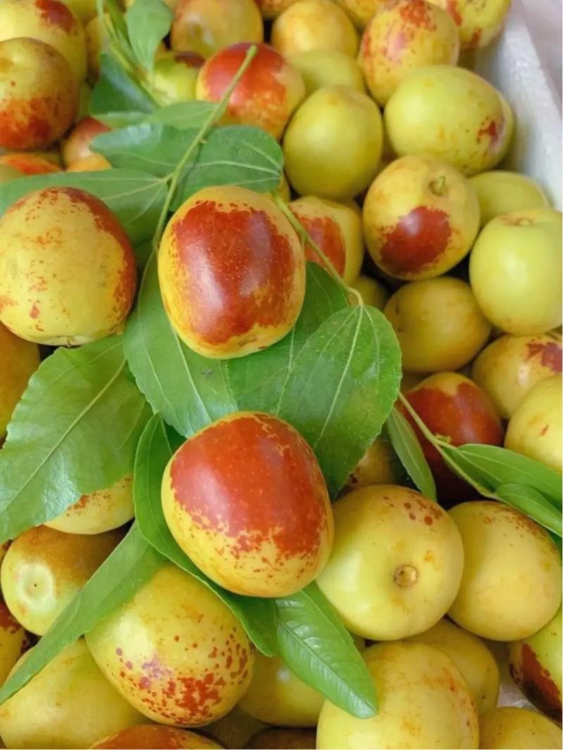 大荔冬枣大荔范家镇出品