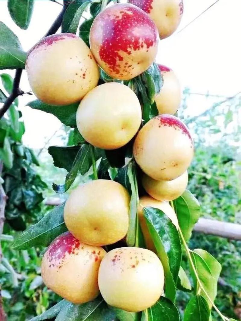 大荔冬枣大荔范家镇出品