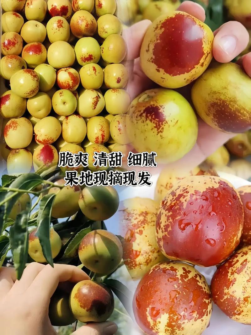 大荔冬枣大荔范家镇出品