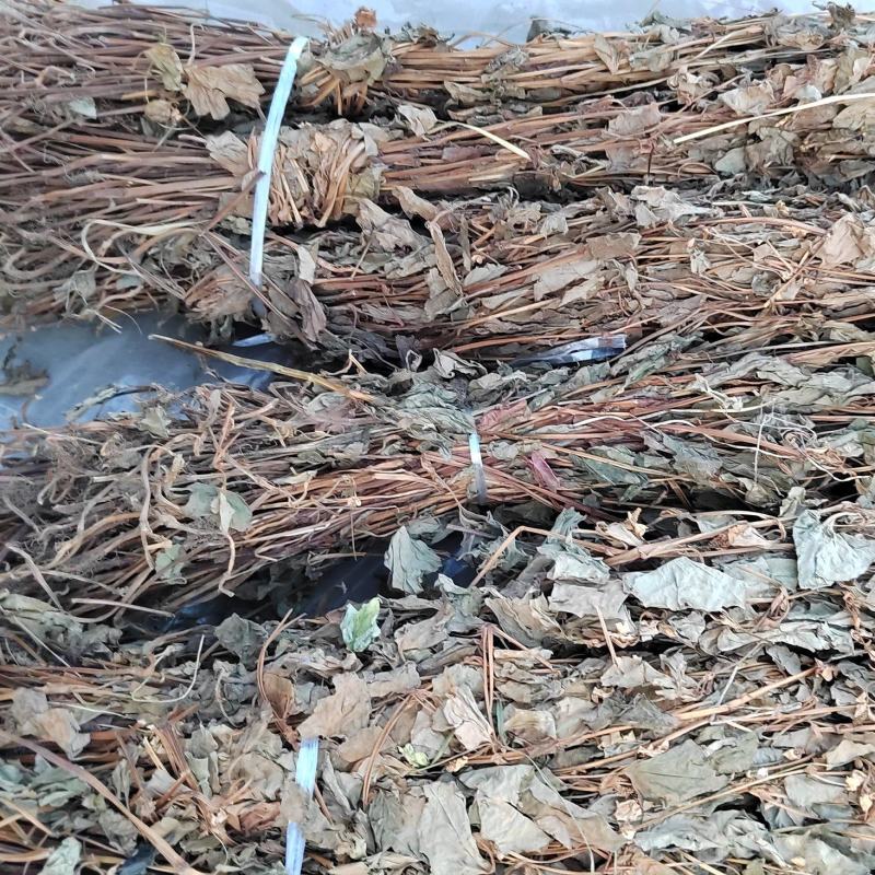 鱼腥草，野生水洗扎把鱼腥草，入药凉茶之佳品