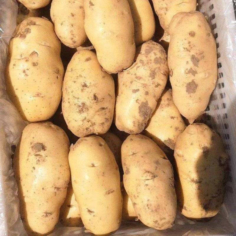 河北一级精品黄皮黄心土豆，河北A级黄皮黄心土豆，河北土豆
