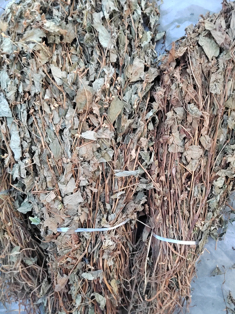 鱼腥草，野生水洗扎把鱼腥草，入药凉茶之佳品