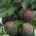 韶关翁源三华李