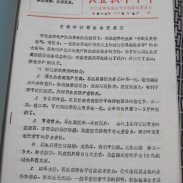 冀酿2号高粱种子