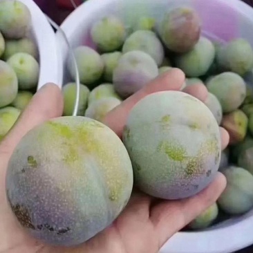 云南绥江半边红李子马上上市有需要的老板联系。