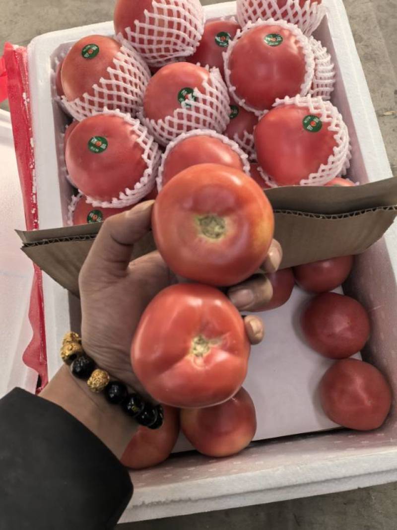 山东一级西红柿，山东A级精品西红柿，山东精品西红柿