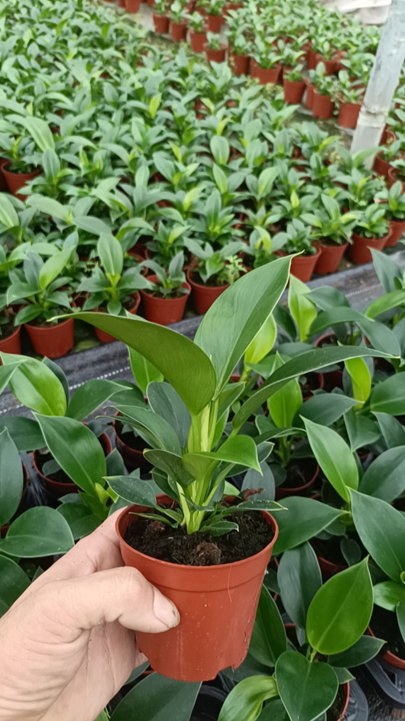 专业金钻绿公主种植基地