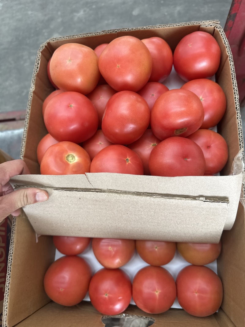 河南一级精品西红柿，河南A级精品西红柿，河南一级西红柿