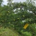 蜂糖李