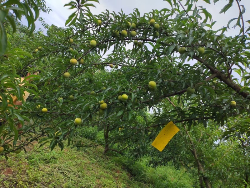 蜂糖李