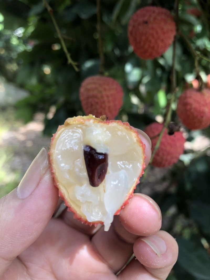 桂味糯米糍荔枝水果黑叶社区团购批发零售电商代发